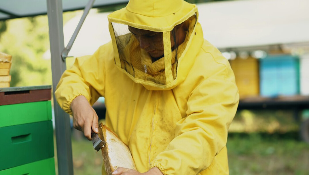 beekeeper inspecting hive
