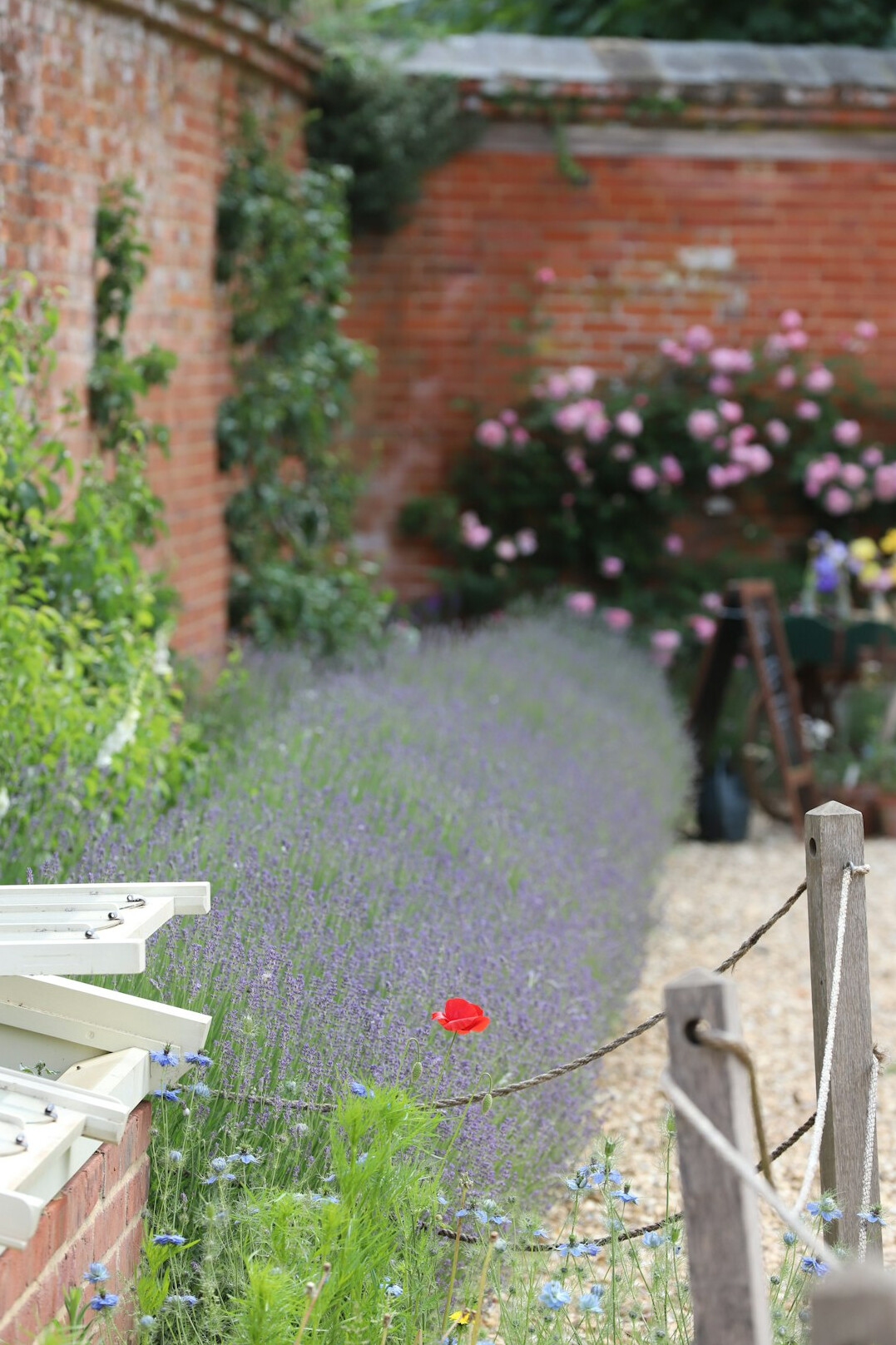 traditional garden with lavender plants