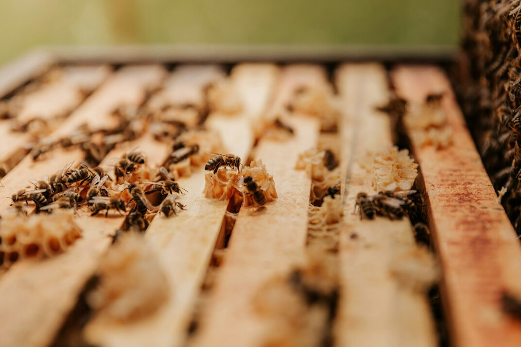 fresh honey dripping from comb