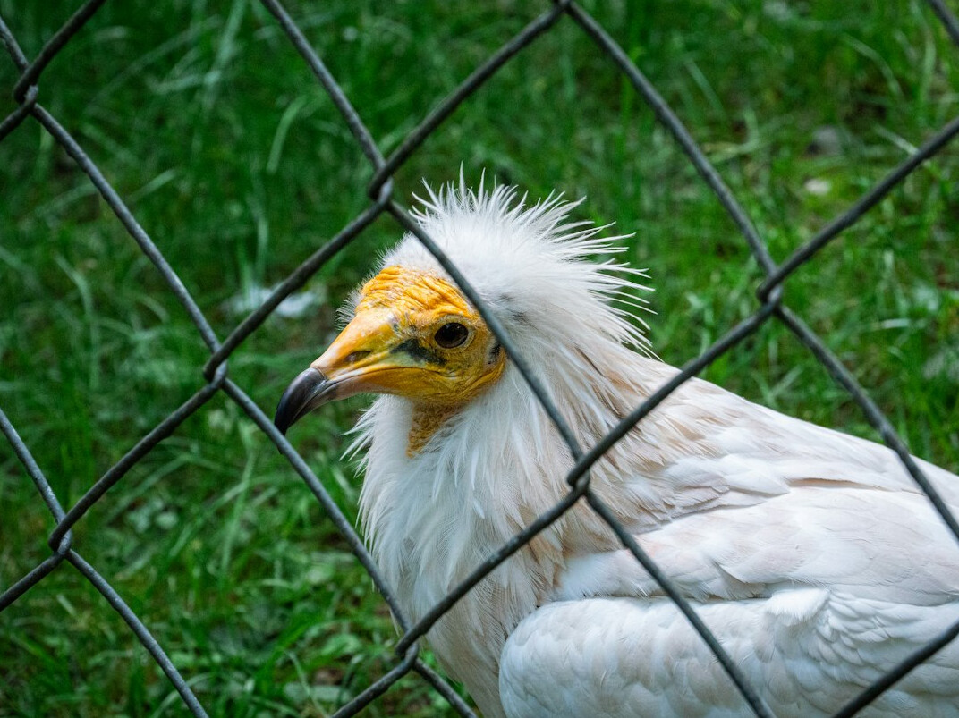 rare bird species