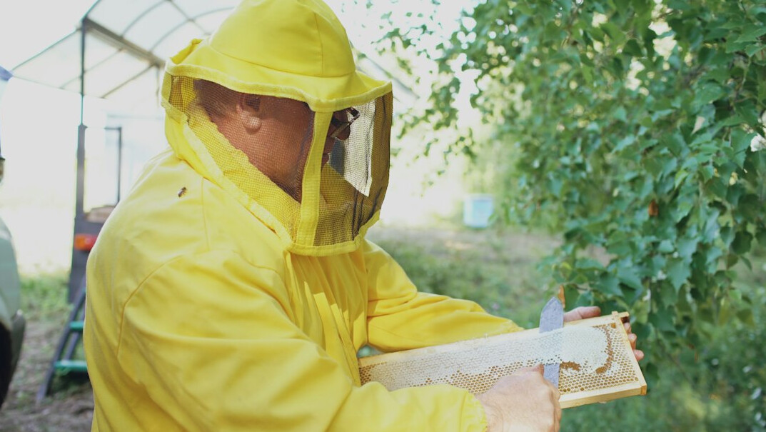 beekeeper inspecting hive