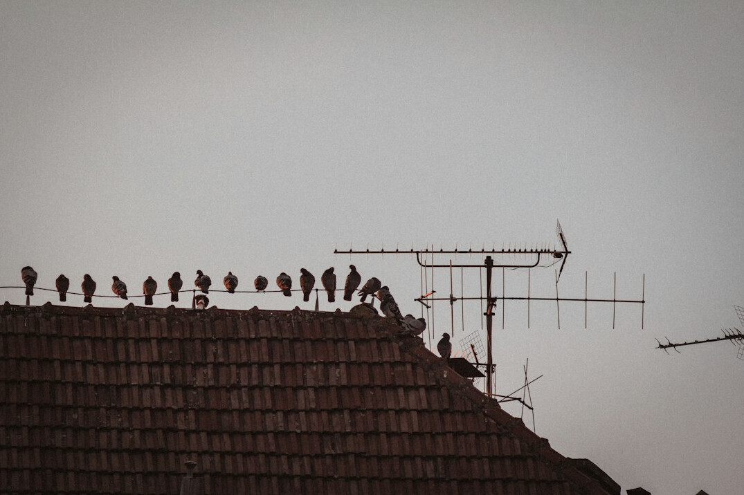 group of birdwatchers